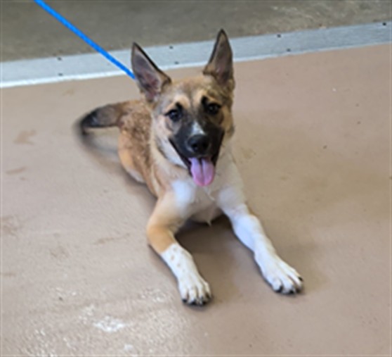Scrappy, a Shepherd (mix breed), available for adoption