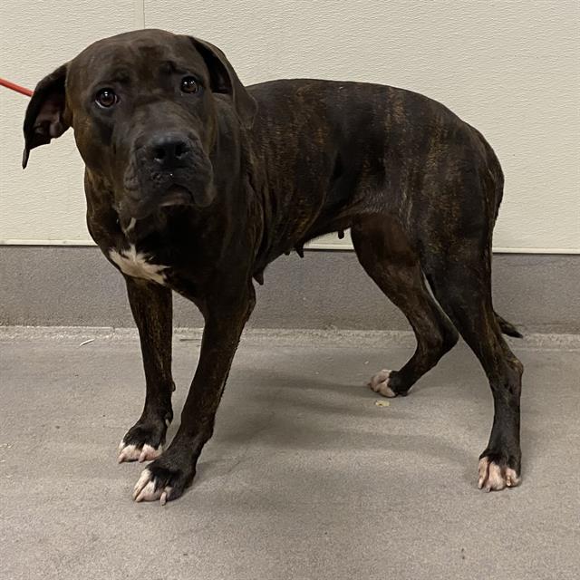 Smoochie, a Cane Corso Mastiff, available for adoption