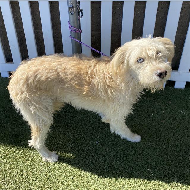 Skylar, a Schnauzer, available for adoption