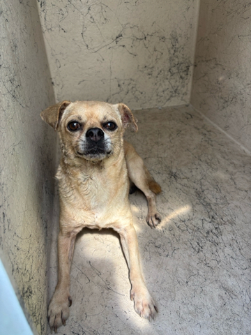 A2342155, a Chihuahua (mix breed), available for adoption