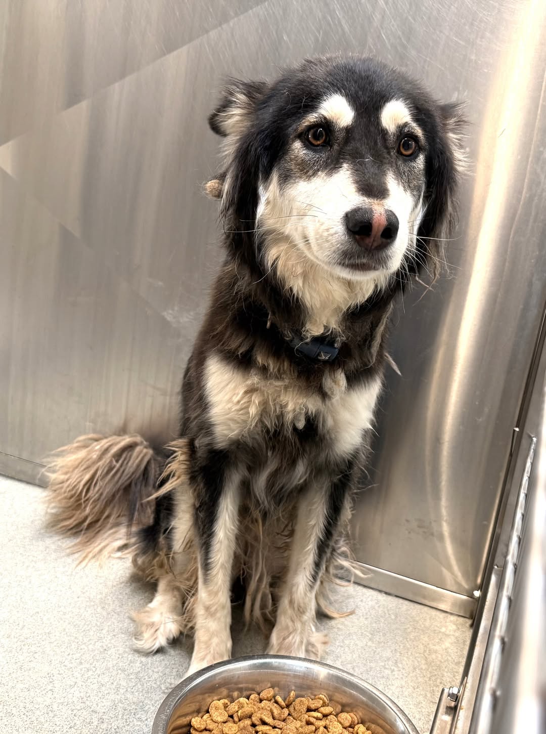 Kady, a Siberian Husky, available for adoption