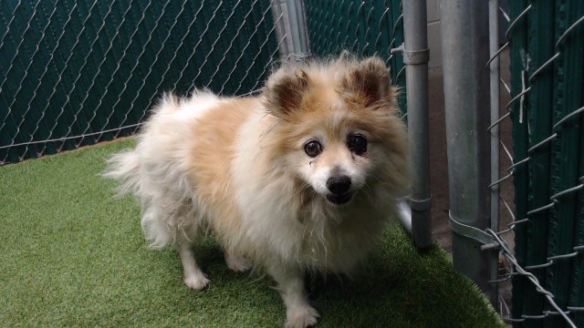 Dominic, a Pomeranian, available for adoption