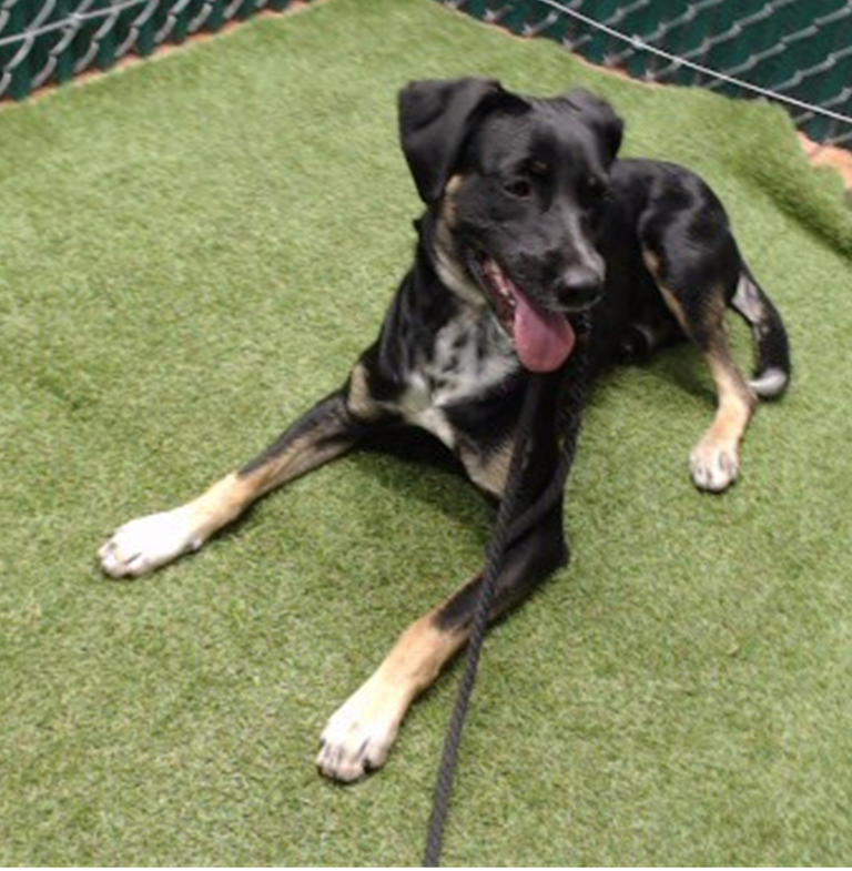 Adoptable pet photo