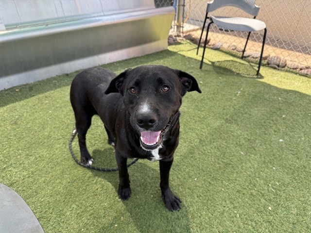 Adoptable pet photo