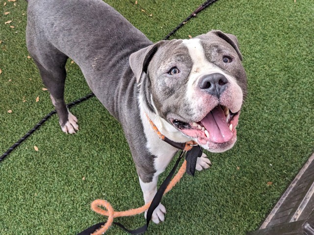 Adoptable pet photo