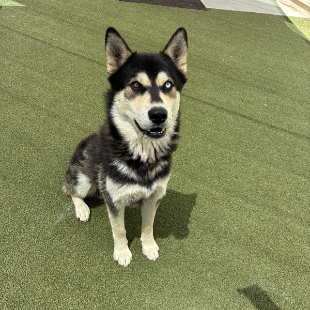 Adoptable pet photo