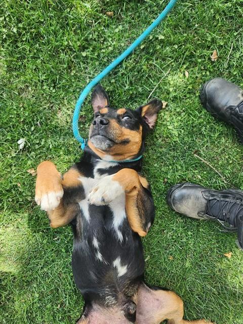 Adoptable pet photo
