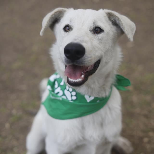 Adoptable pet photo
