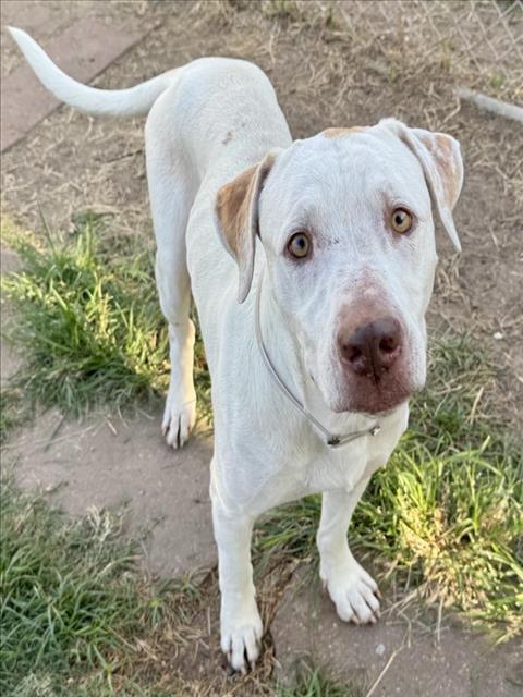 Adoptable pet photo