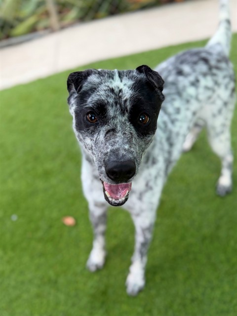 Squirrel, a Cattle Dog, available for adoption