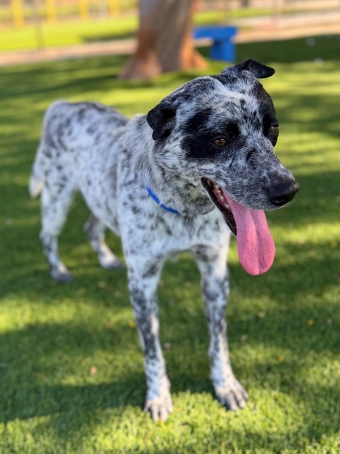 Adoptable pet photo