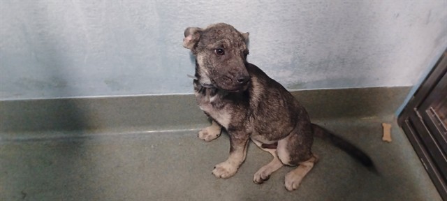 Adoptable pet photo