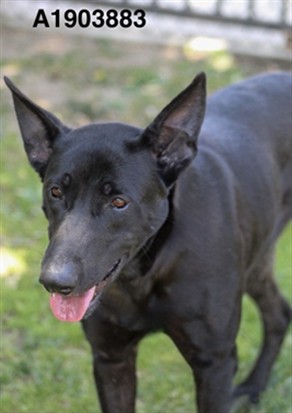 Adoptable pet photo