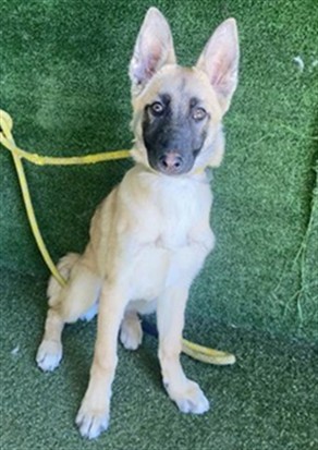 Lovely, a Belgian Shepherd Malinois, available for adoption