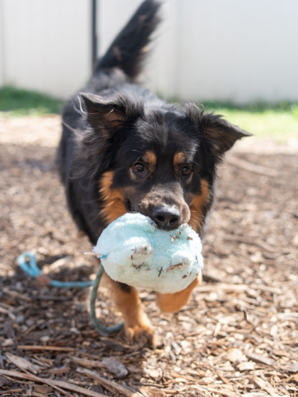 Leonardo, a Beauceron (mix breed), available for adoption