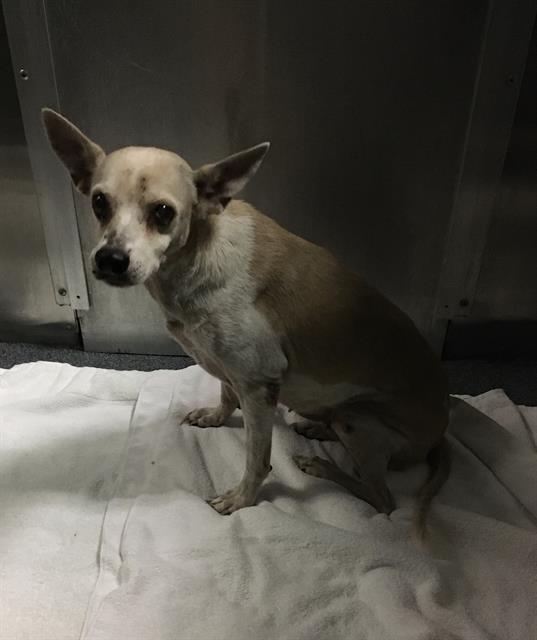 Violet, a Rat Terrier, available for adoption