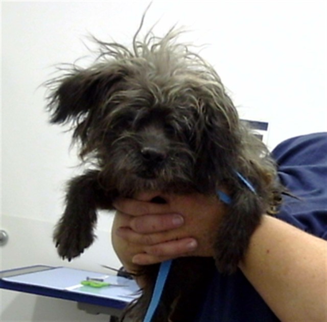 Name Unknown, a Shih Tzu (mix breed), available for adoption