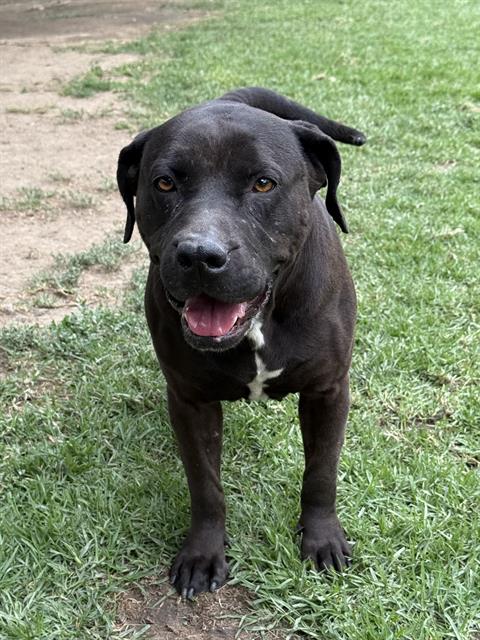 Ducky, a Pit Bull Terrier, available for adoption