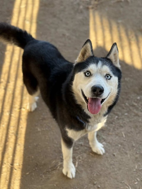 Avalanche, a Siberian Husky, available for adoption