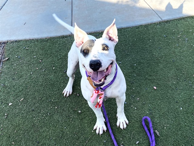 Elijah, a Bull Terrier (mix breed), available for adoption