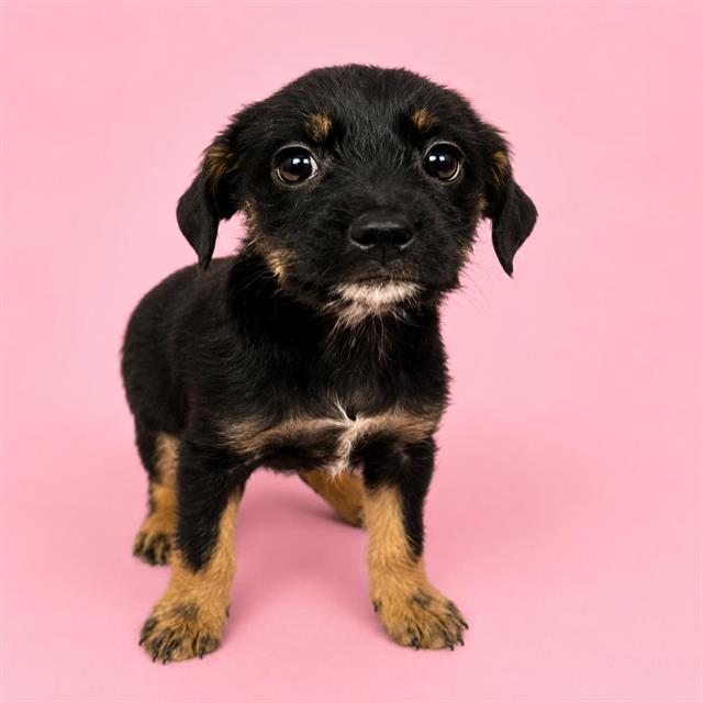 Jade, a Rottweiler (mix breed), available for adoption