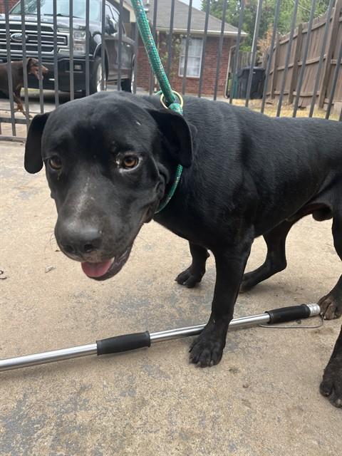 A480040, a Black Labrador Retriever (mix breed), available for adoption