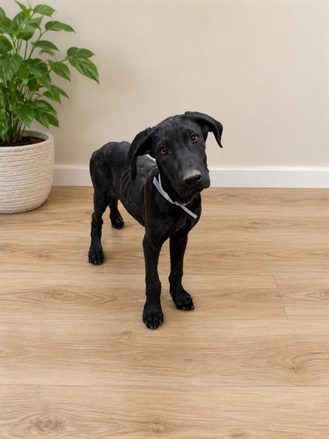 Lucky, a Great Dane, available for adoption