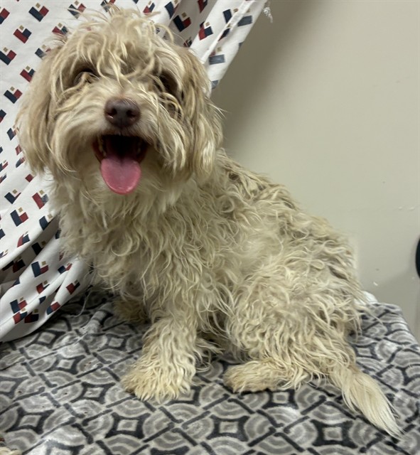 A5799115, a Maltese, available for adoption