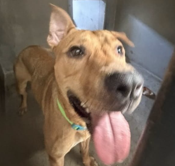 Mitch, a Pit Bull Terrier, available for adoption