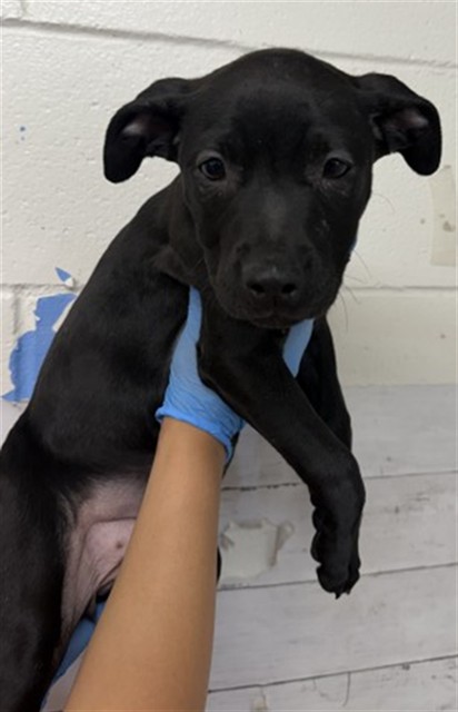Trixie, a Pit Bull Terrier (mix breed), available for adoption