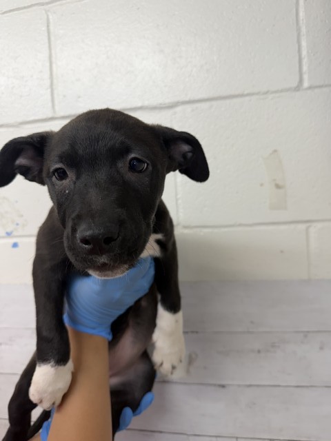 Socks, a Pit Bull Terrier (mix breed), available for adoption