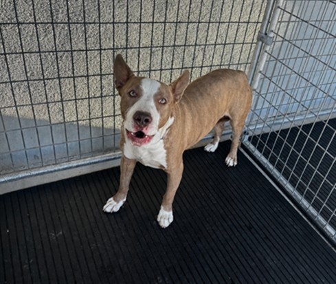 Drew, a Pit Bull Terrier, available for adoption