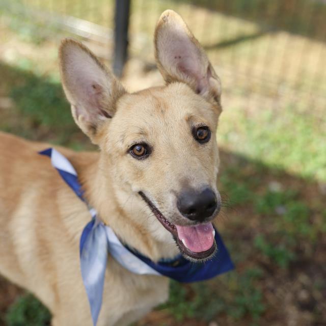 Luffy, a Carolina Dog (mix breed), available for adoption