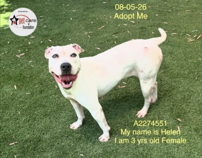 Helen, a Pit Bull Terrier, available for adoption