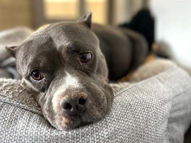 Ava, a Pit Bull Terrier, available for adoption