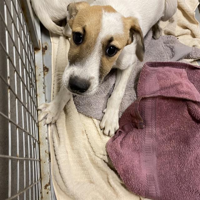 Spanky, a Border Collie, available for adoption