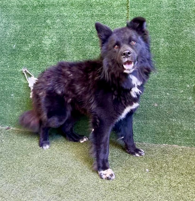 Carson, a Chow Chow, available for adoption