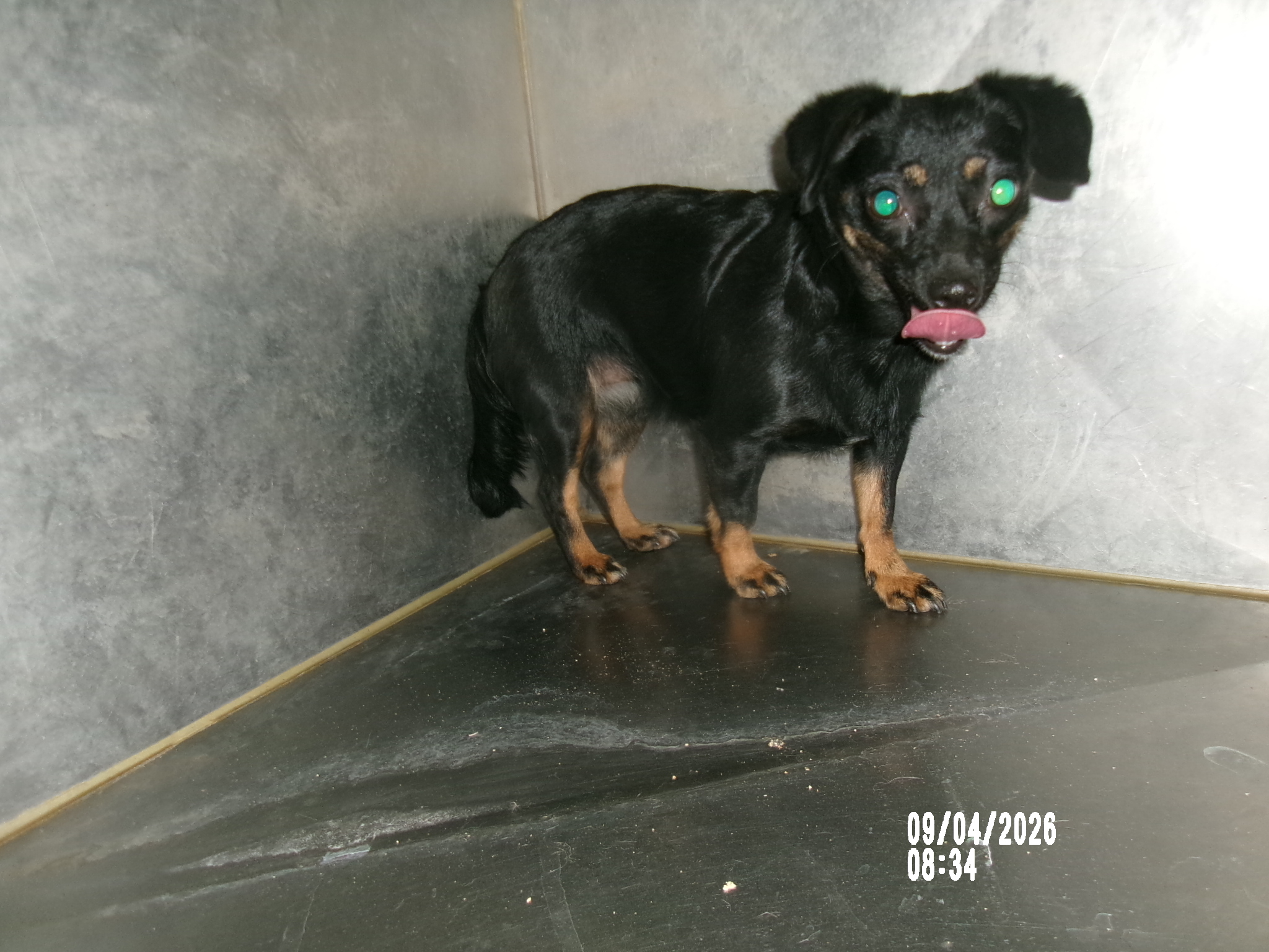 Ylva, a Chihuahua (mix breed), available for adoption