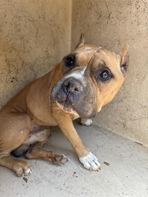 A480554, a American Bulldog (mix breed), available for adoption