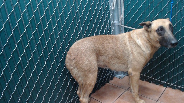 Nona, a Belgian Shepherd Malinois, available for adoption
