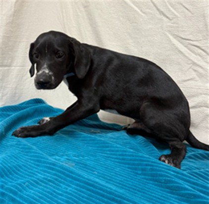 Burt, a Great Dane, available for adoption