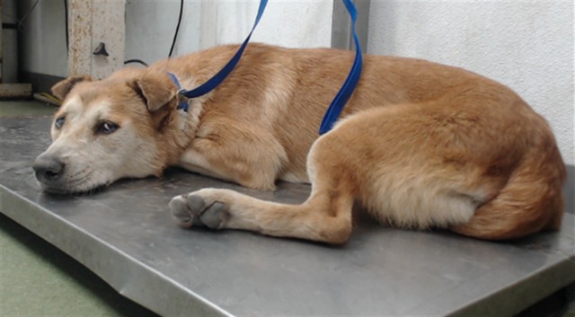 Raider, a English Shepherd (mix breed), available for adoption