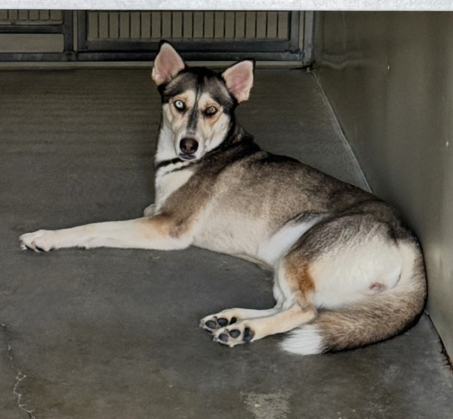 Nakea, a Siberian Husky, available for adoption
