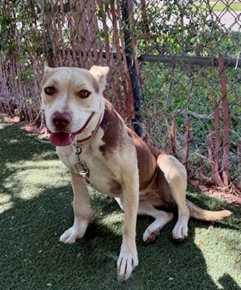 Bella, a Pit Bull Terrier, available for adoption