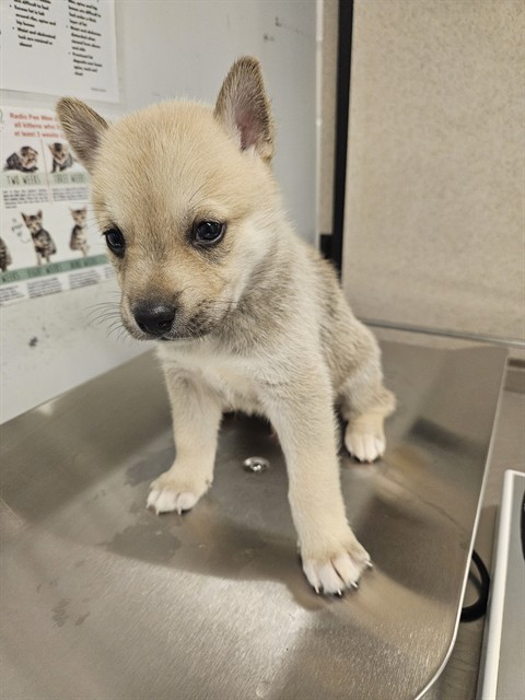 Kix, a Husky, available for adoption