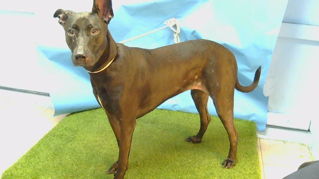Evonne, a Great Dane, available for adoption