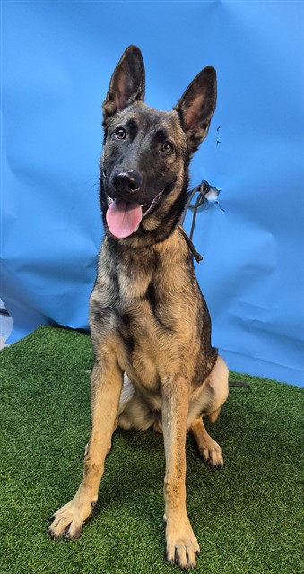 A5802854, a Belgian Shepherd Malinois, available for adoption