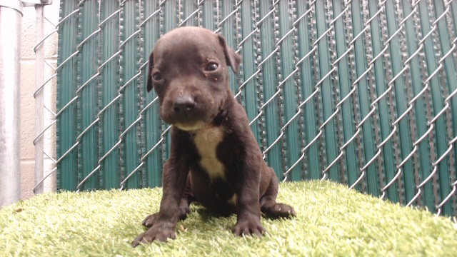 Oreo, a Bullmastiff, available for adoption