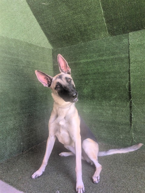 Seraphine, a Anatolian Shepherd, available for adoption