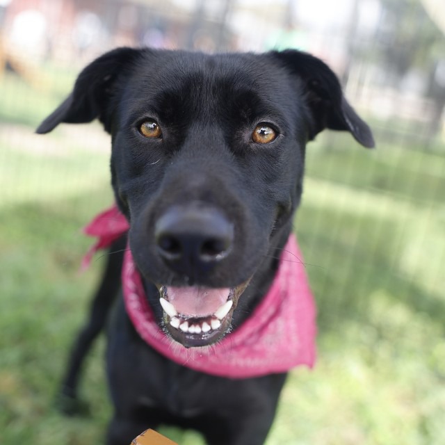 Sebastian, a Labrador Retriever (mix breed), available for adoption
